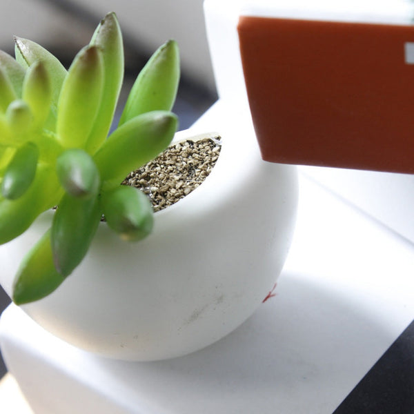 Cute Mini Succulent Plant Fridge Magnets