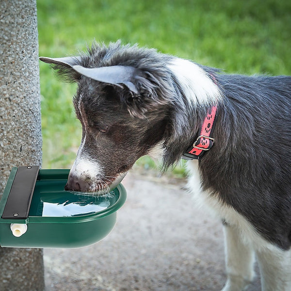 Pet Chicken Supplies 4L Water Trough Bowl With Automatic Float Valve