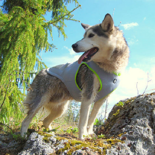 Harnesses Cooling Vest Neon Yellow M Dog Comfortable Rings Leash Attaching Hoop And Loop Tape Zipper