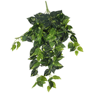 Heart Leaf Philodendron Hanging Creeper Bush 73Cm