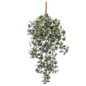 Mixed Green And White Tipped Ivy Bush 80Cm Uv Resistant