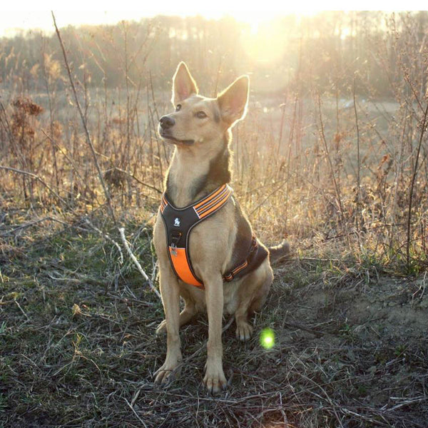 Reflective Heavy Duty Harness Orange Xl