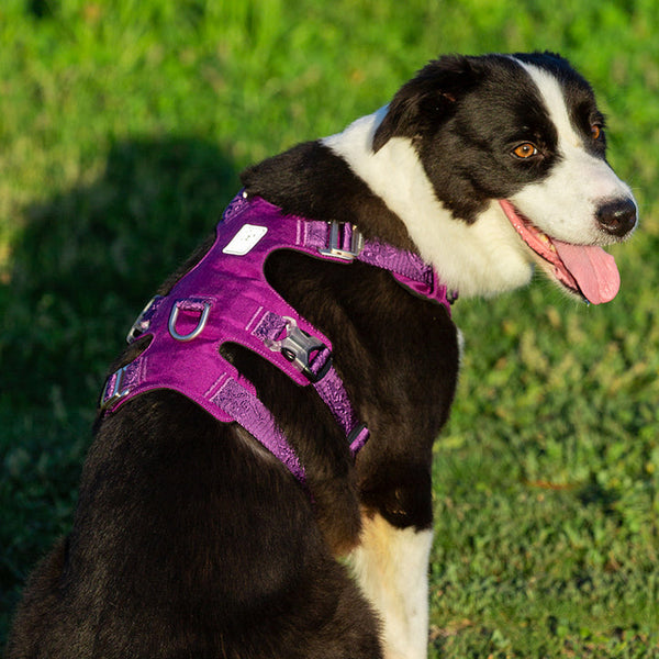 Whinhyepet Harness Purple Xs