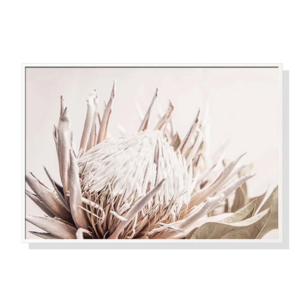 Posters & Prints Wall Art 50Cmx70cm Pure Protea Ii White Frame Canvas