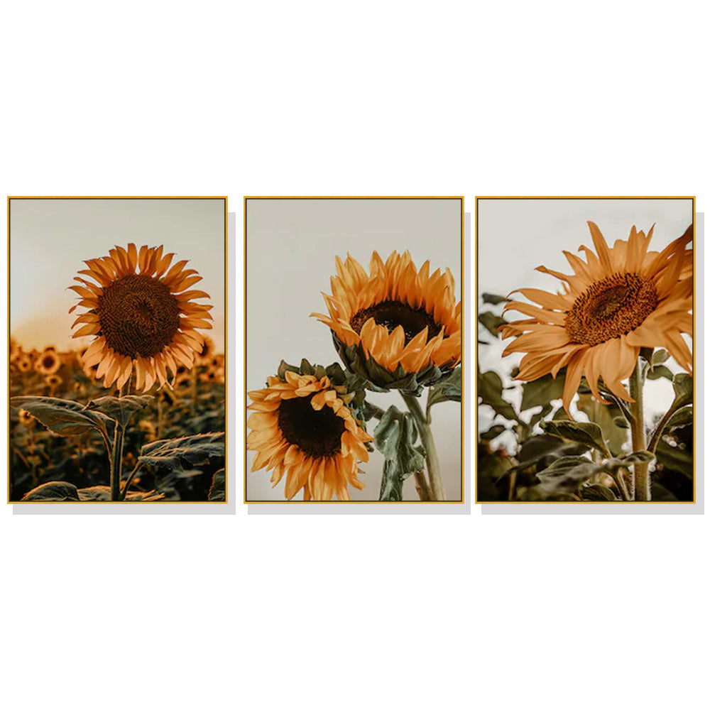 Wall Art 80Cmx120cm Sunflower 3 Sets Gold Frame Canvas