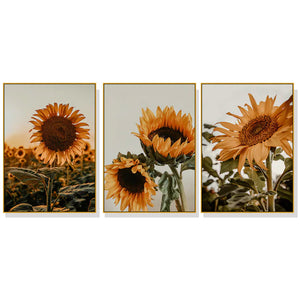 Posters & Prints Wall Art 80Cmx120cm Sunflower 3 Sets Gold Frame Canvas