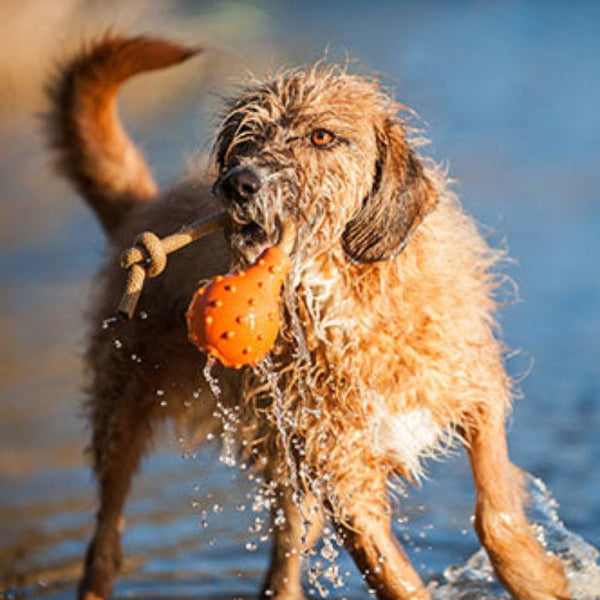 Dog Toys Major Dog Swimming Eddy Floating Fetch Toy With Handle Small