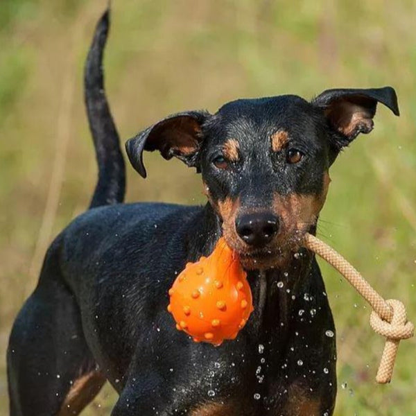 Dog Toys Major Dog Swimming Eddy Floating Fetch Toy With Handle Small